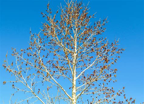 Bildet Tre Gren Blomstre Vinter Vekst Anlegg Himmel Blad