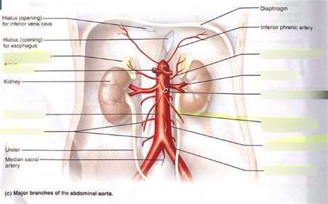 Major Branches Of Abdominal Aorta Arteries Diagram Quizlet