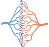 Arterien Venen Und Kapillaren Flashcards Quizlet