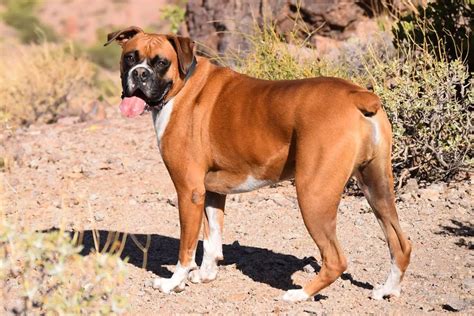 18 Defining Characteristics Of Boxer Dogs Bela Pets