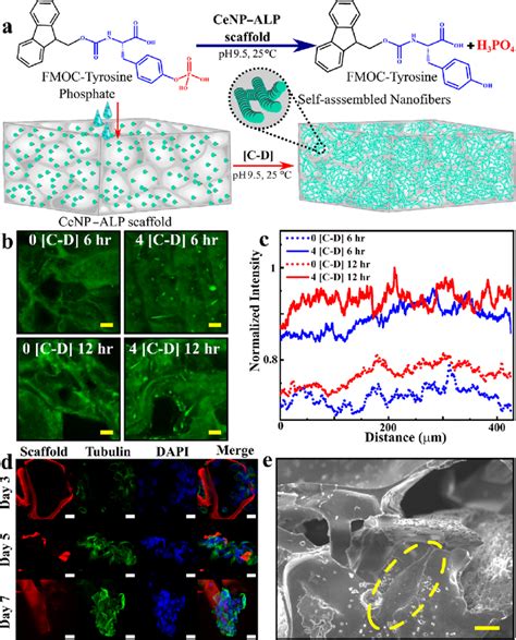 Self Assembly Of Fmoc Tyrosine Inside The Cenpalp Scaffold And Cell