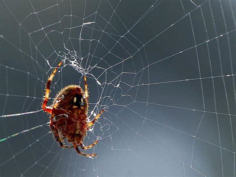 Free picture: spider, close-up, spiderweb