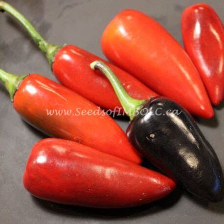 Pepper Black Hungarian Seeds Of Imbolc