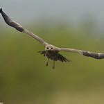 Indian Spotted Eagle Clanga Hastata Photo Call And Song