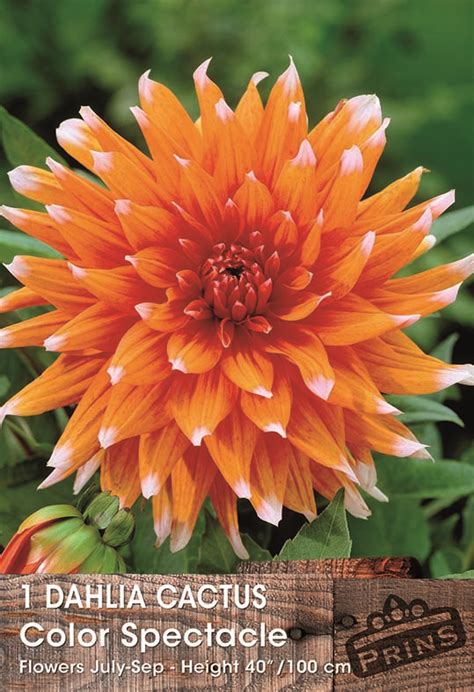 Dahlia Cactus Type Colour Spectacle Bulb Tuber Pack X South