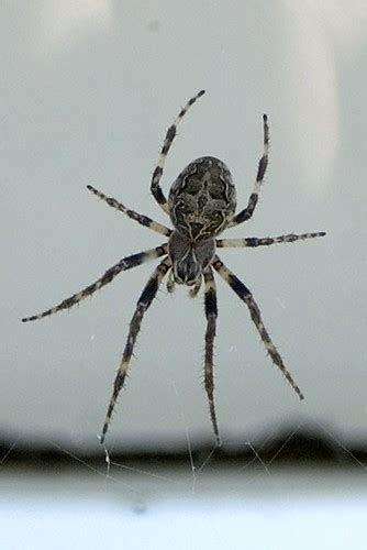 Spider With Skull And Cloak Markings The Spider Web Flickr