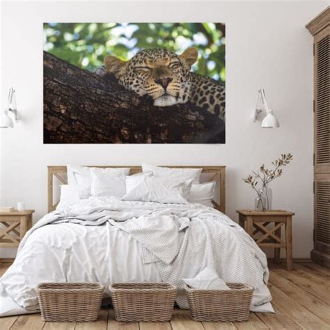 Ein Leopard Schl Ft Im Schatten Eines Baumes Poster Pixalino