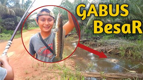 Lunga Mancing Gabus Pakai Teknik Ngotek Dengan Joran Tegek No Casting