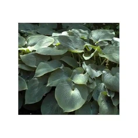 Hosta Blue Angel 2 Gal Hands Garden Center