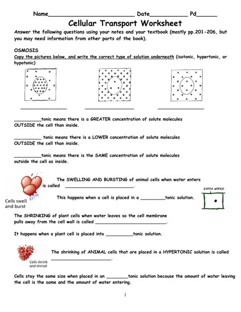 Cell Transport Worksheet Cellular Transport