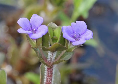 Lemon Bacopa Florida Wildflower Foundation