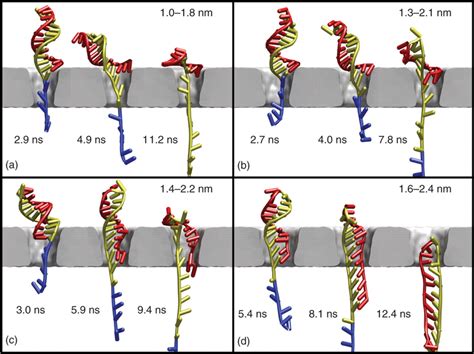 Snapshots From Steered Molecular Dynamics Simulations Of The Helix Coil