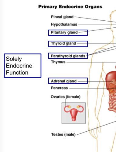 BIO 125 Week 6 Endocrine System Flashcards Quizlet