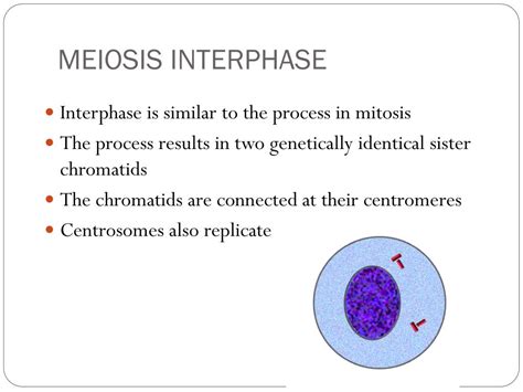 PPT - MEIOSIS PowerPoint Presentation, free download - ID:2425720