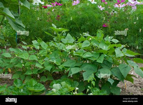 Phaseolus Vulgaris Hi Res Stock Photography And Images Alamy