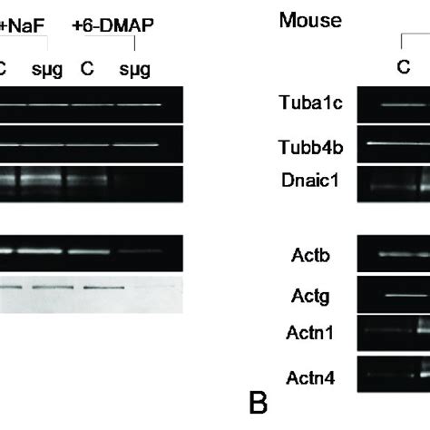 Typical Western Blot Pictures A Drosophila Melanogaster Proteins Download Scientific