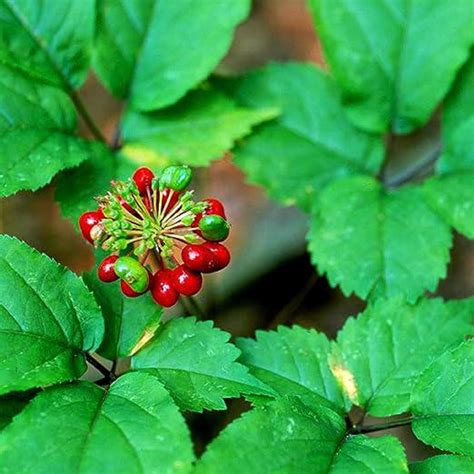 Chuxay Garden Semilla De Ginseng Americano Semillas Panax