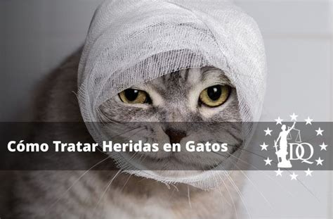 Qué Hacer si Mi Gato Tiene una Herida Los gatos son tan susceptibles