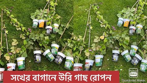 Shokher Bagan How To Grow Shim Beans Urea Plant