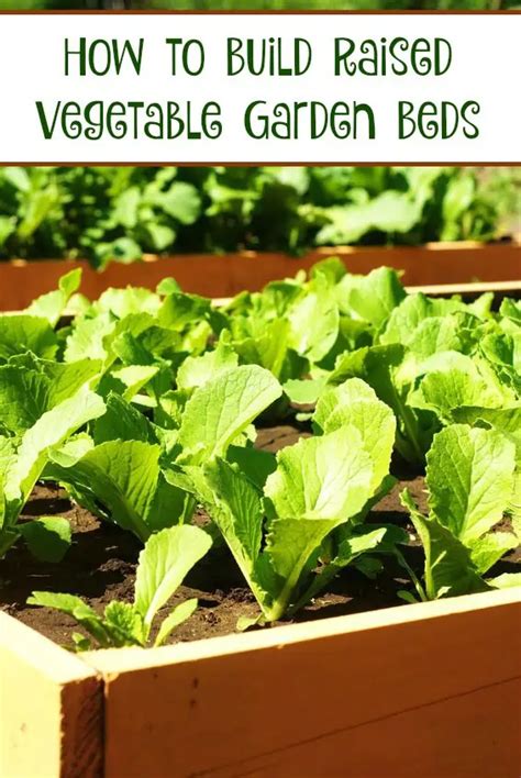 How To Build Raised Vegetable Garden Beds Saving Dollars And Sense