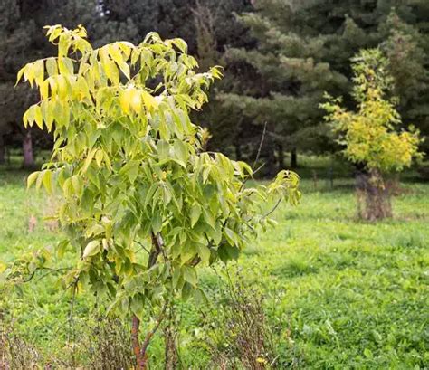 Blue Ash Tree