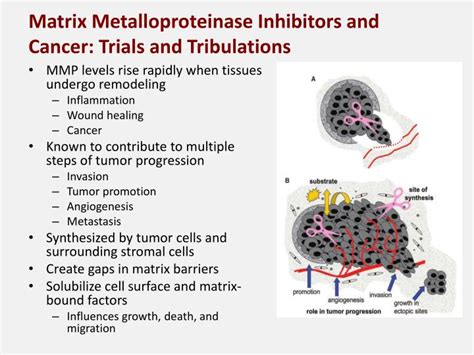 PPT Matrix Metalloproteinases MMPs PowerPoint Presentation ID 1855166