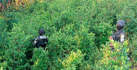 Militares Incautaron M S De Millones De Arbustos De Coca Diario La