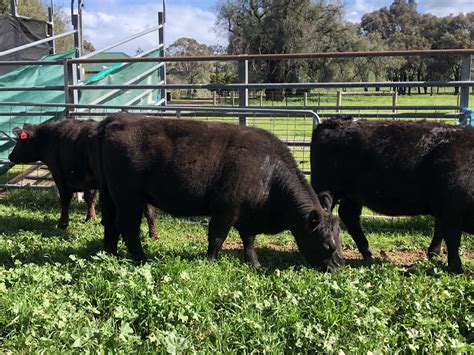 Australian Lowline Cattle And Genetics For Sale Alca