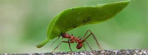 Adelaide Ant Pest Control Service | Eco Pest Control