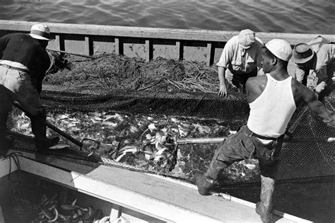 Chesapeake Oysters Poormans Oyster Tonging Chesapeake Bay Near Galesville Md Except Nos 45