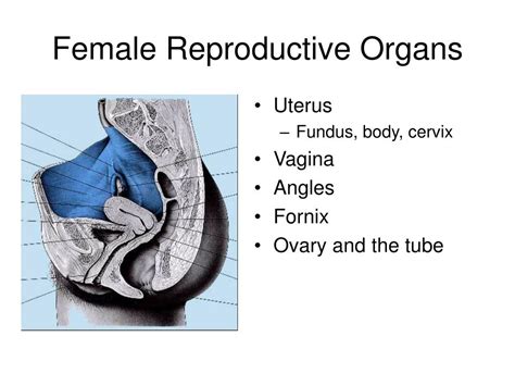 Ppt Anatomy Of The Female Pelvic Organs Powerpoint Presentation Free Hot Sex Picture