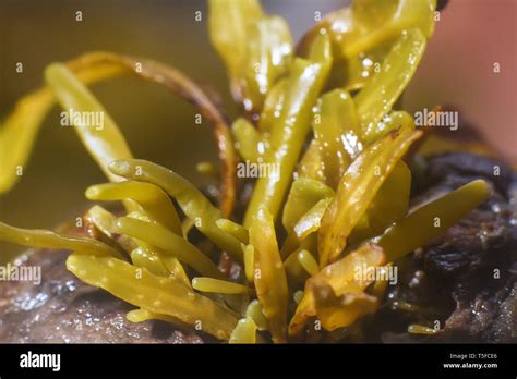 Brown Algae Fucus Macro Of Algal Body Blade Thallus Invisible To