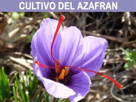 El Cultivo Del Azafr N Consejos Para Mi Huerto