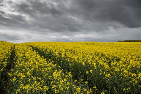 Field Of Yellow Canola Free Stock Photo Public Domain Pictures