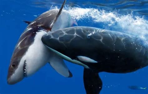 Wallpaper orca, great white vs killer whale, great white, animals ...