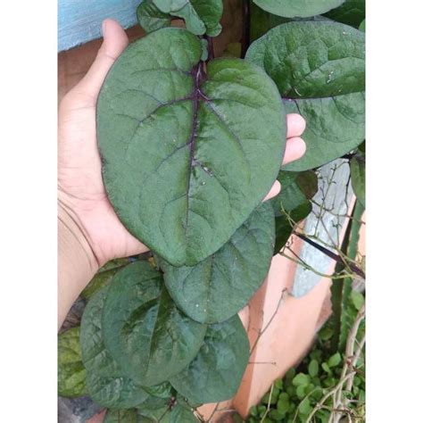 Jual Daun Binahong Segar Fress Tanpa Pestisida Shopee Indonesia