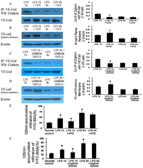 The Clathrin Mediated Endocytosis Inhibitor Chlorpromazine Cpz And