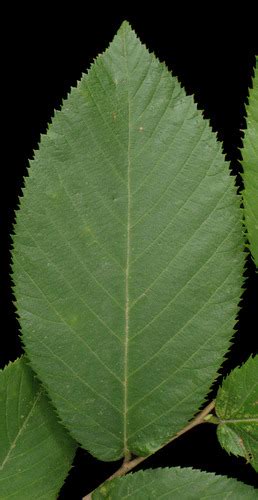 Dendrology Leaf Characteristics Flashcards Quizlet