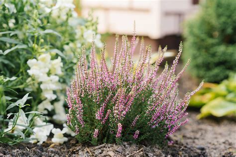 Wrzosy sadzenie i pielęgnacja roślin w ogrodzie HOME GARDEN