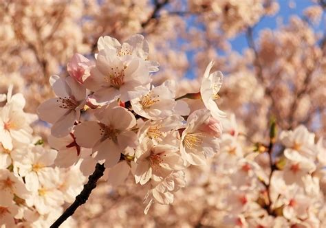 満開の桜をカメラで撮ってきた 田舎で底辺暮らし