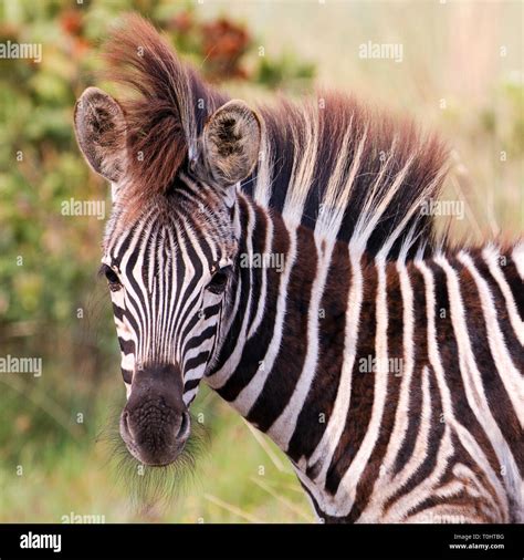 Extremely Rare Animals Hi Res Stock Photography And Images Alamy