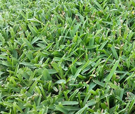 Top 11 Best St Augustine Grass For Shade Picks For 2023 Maine Innkeepers Association