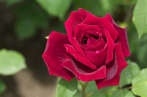 Vibrant Red Rose: A Stunning HD Wallpaper