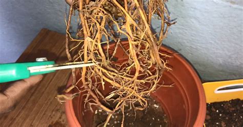 Root Pruning and Benefits of Trimming Roots – GKVKs