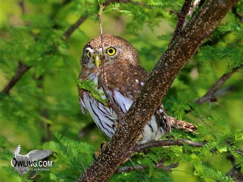 Cape Pygmy-Owl - Glaucidium hoskinsii