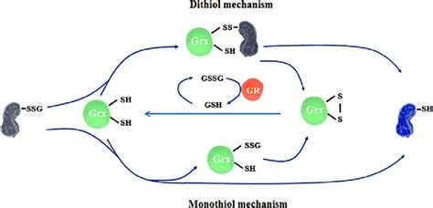 Two Proposed Mechanisms For Grx Catalyzed Degulathionylation The