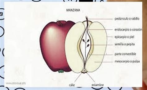 Partes Del Fruto Y Sus Clasificaciones