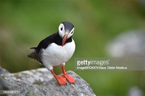 Puffin Puffin Breeding On Runde Island Heroey Norway High-Res Stock ...