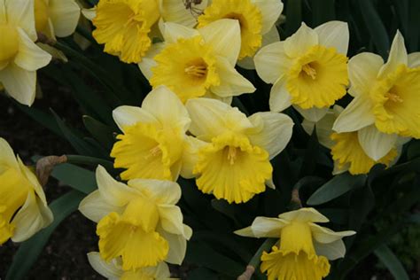 Growing Daffodils – Early Spring Flowers – Insightful Nana