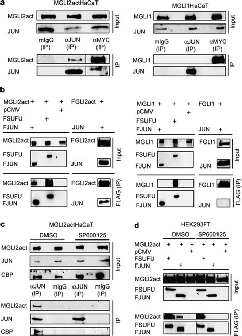 GLI2act Physically Interacts With JUN A Co Immunoprecipitation